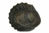 Wide, Enrolled Eldredgeops Trilobite - Sylvania, Ohio #175640-4